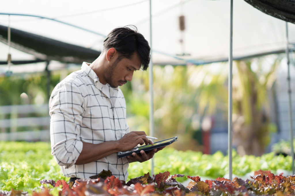 A dedicated professional doing hands on field work, using a digital tablet to analyze real time crop data and monitor harvest operations in a rural greenhouse
